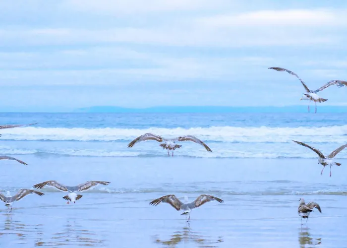 Zeekraal In Groote Keeten